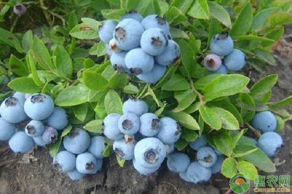 怎样种植盆栽蓝莓？盆栽蓝莓的价格贵吗？