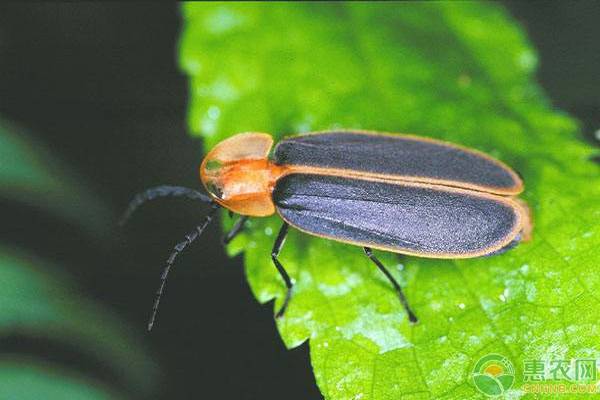 长大后的萤火虫吃什么？萤火虫在什么季节有？