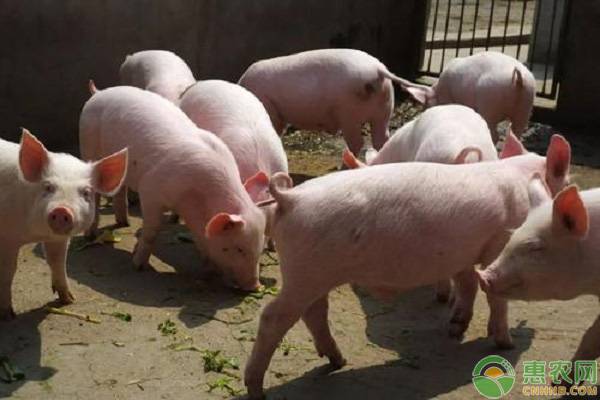 农业农村部回应热点：粮食产量、生猪产能走势行情见好！