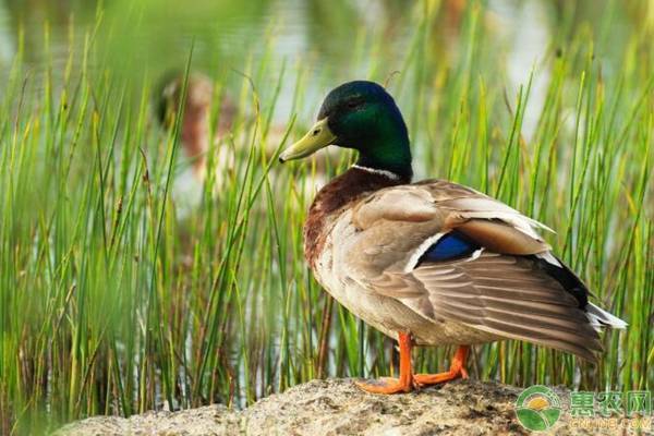 绿头鸭和麻鸭哪个好吃？绿头鸭怎么做好吃？