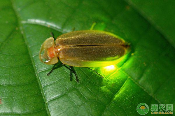 萤火虫爱吃什么东西？如何养萤火虫？