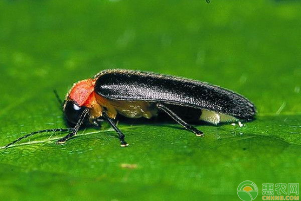 萤火虫爱吃什么东西？如何养萤火虫？