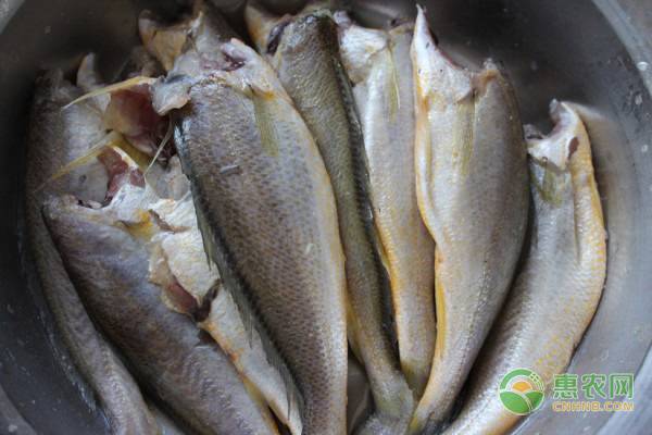 阳江黄花鱼多少钱一斤？养殖前景如何？