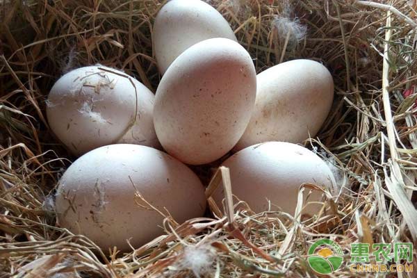 雁鹅蛋与鹅蛋的区别，鹅蛋的药用价值有哪些？