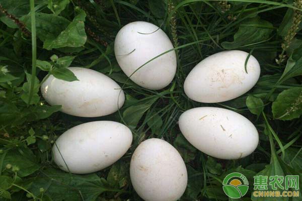 雁鹅蛋与鹅蛋的区别，鹅蛋的药用价值有哪些？