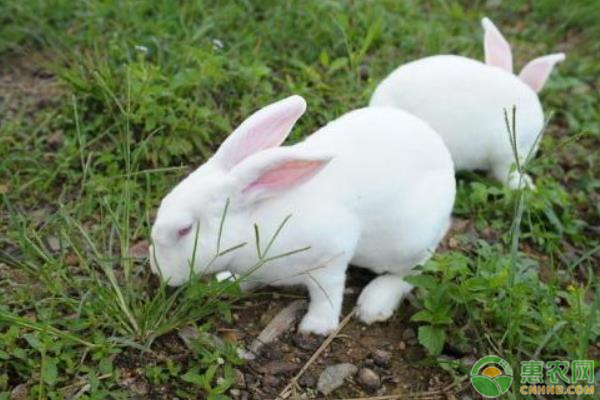 肉兔种苗最新价格多少钱一只？肉兔的养殖前景如何？