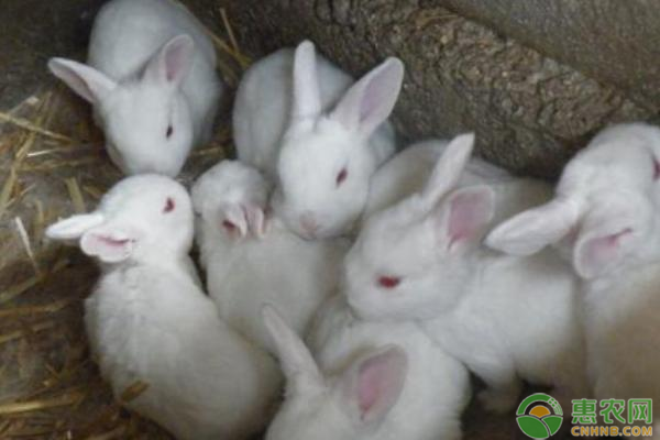 肉兔种苗最新价格多少钱一只？肉兔的养殖前景如何？