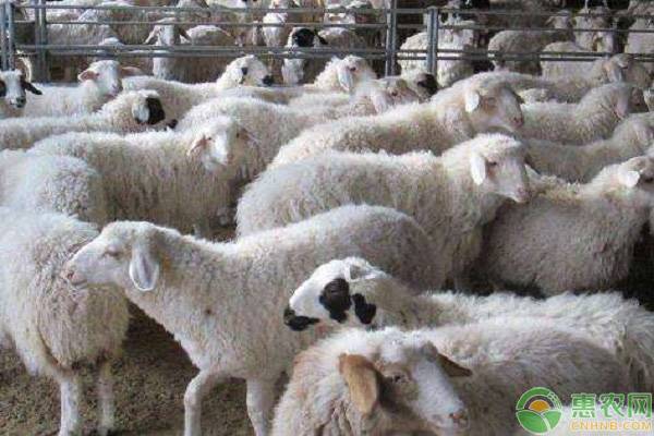 养50只羊一年能赚多少钱？2019年养羊前景如何？