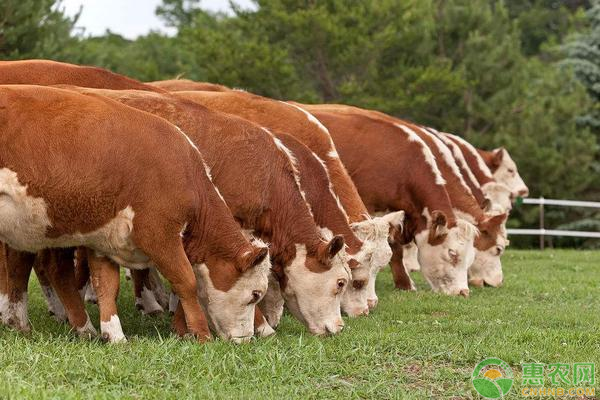 2019肉牛养殖利润分析，肉牛养殖前景如何？