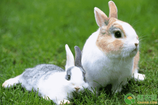 肉兔市场价格多少钱一斤？2019年养殖肉兔赚钱吗？