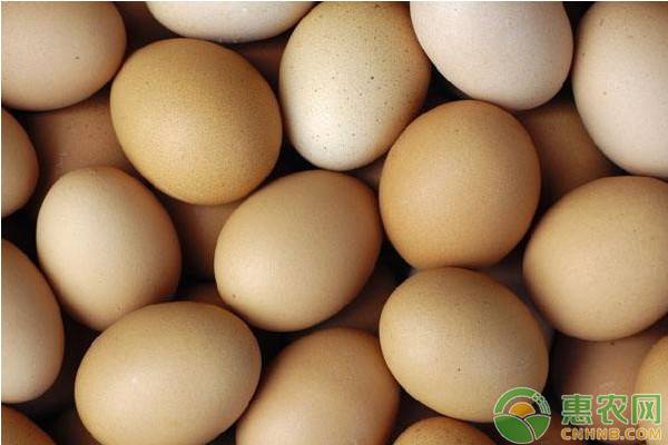 鸡蛋价格为什么上涨？2019年11月份全国鸡蛋价格行情预测