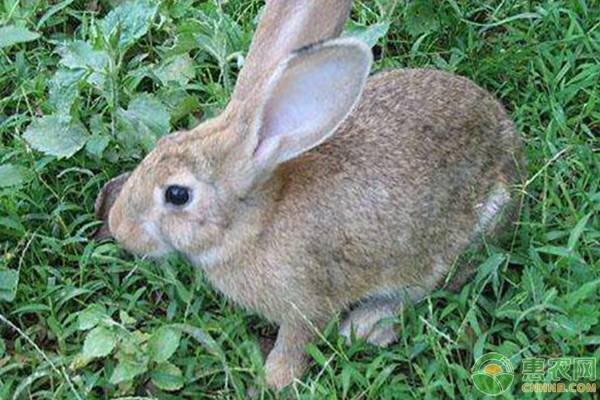 养殖50只母兔一年的利润与成本分析
