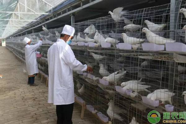 养300对肉鸽一年能挣多少钱？肉鸽养殖如何打开销路？