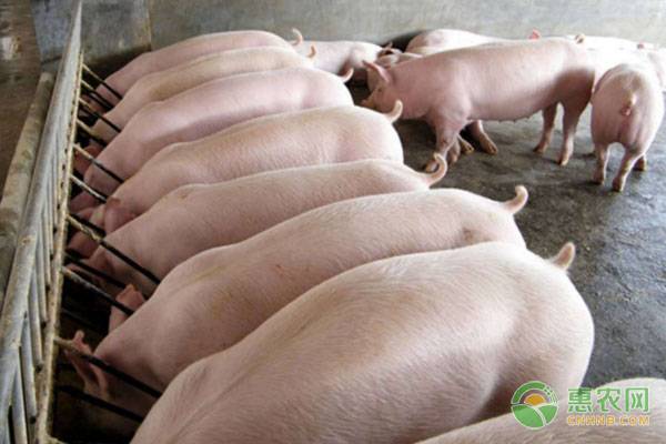 新政策养猪场需要办理什么证？新建养殖场如何申请？