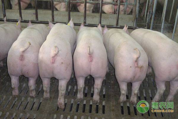 新政策养猪场需要办理什么证？新建养殖场如何申请？