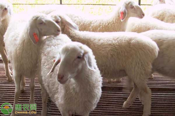 肉羊的养殖利润及前景分析