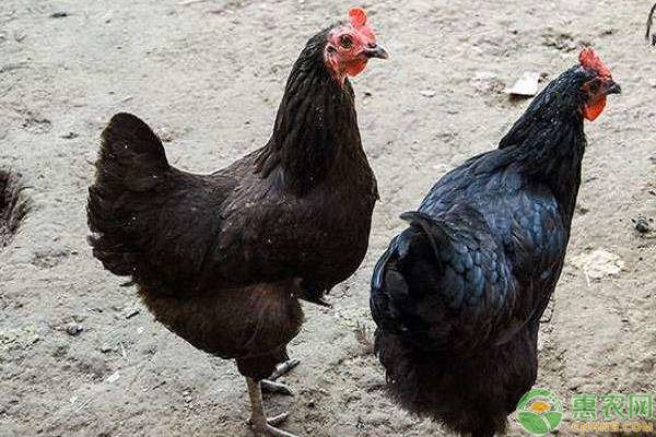 黑凤鸡的价格及市场行情怎样？黑凤鸡养殖前景好吗？