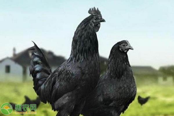 黑凤鸡市场价格多少钱一斤？黑凤鸡养殖前景怎么样？