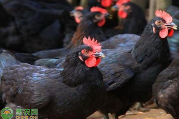 黑凤鸡市场价格多少钱一斤？黑凤鸡养殖前景怎么样？
