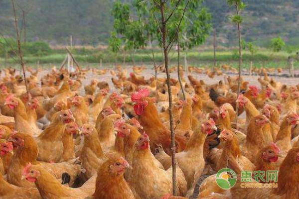 中国十大名鸡品种排名