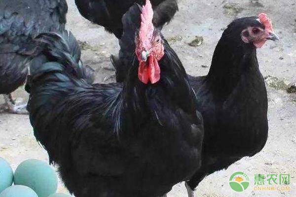 五黑鸡整鸡多少钱一斤？养殖五黑鸡赚钱吗？（附养殖前景）