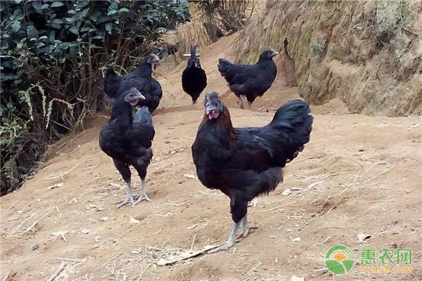 五黑鸡整鸡多少钱一斤？养殖五黑鸡赚钱吗？（附养殖前景）