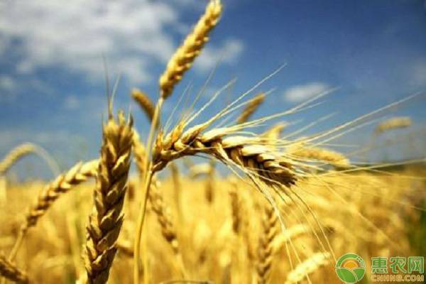 最新小麦行情：区域麦价高位有涨，临储麦成交量增加（附今日麦价）