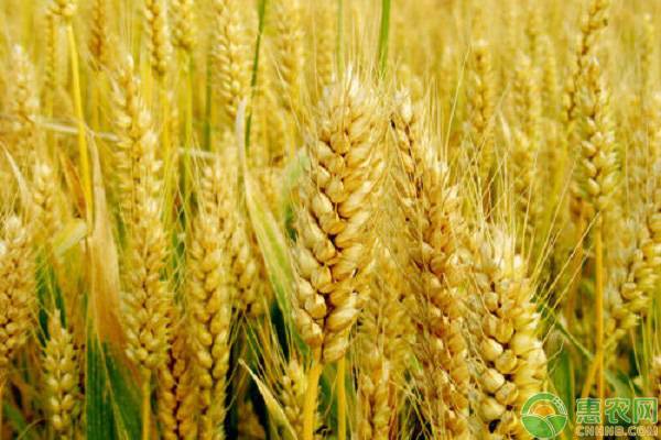 最新小麦行情：区域麦价高位有涨，临储麦成交量增加（附今日麦价）