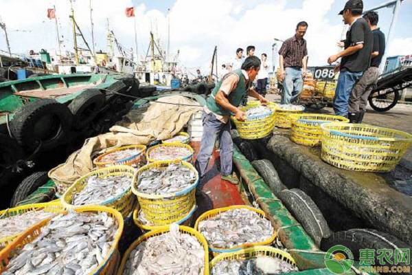 中国海鲜十大交易市场简介，哪里批发海鲜更便宜？